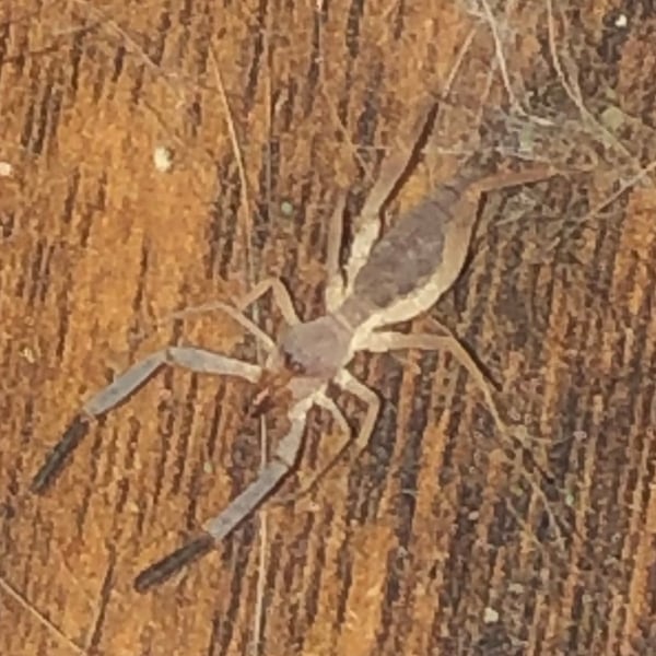 Ammotrechella
