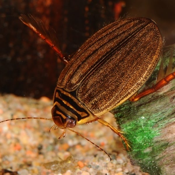 Acilius canaliculatus