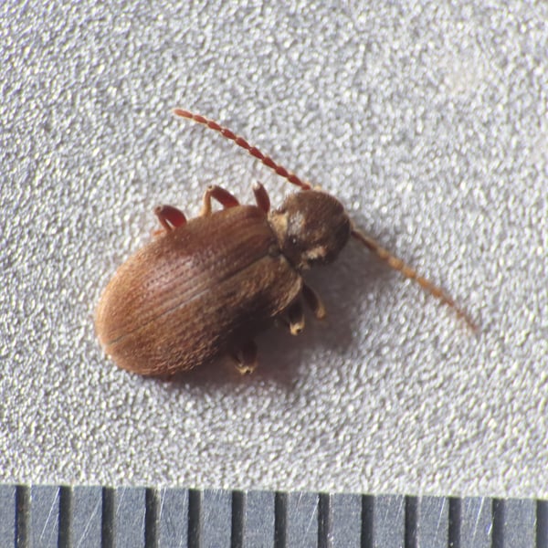 Ptinus tectus