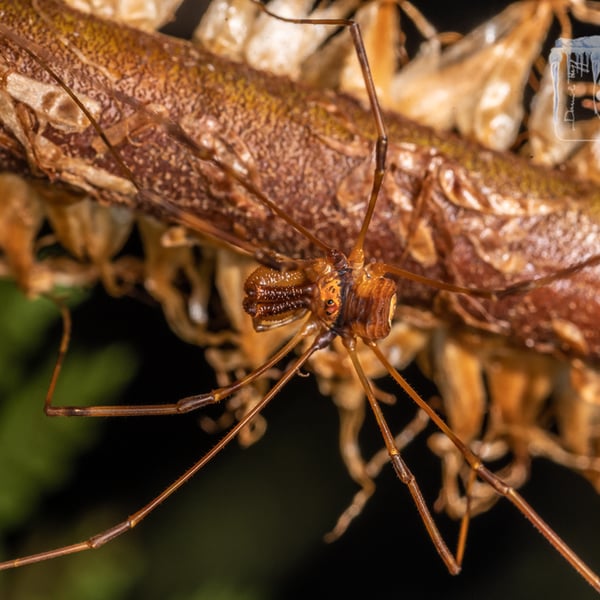 Forsteropsalis grimmetti