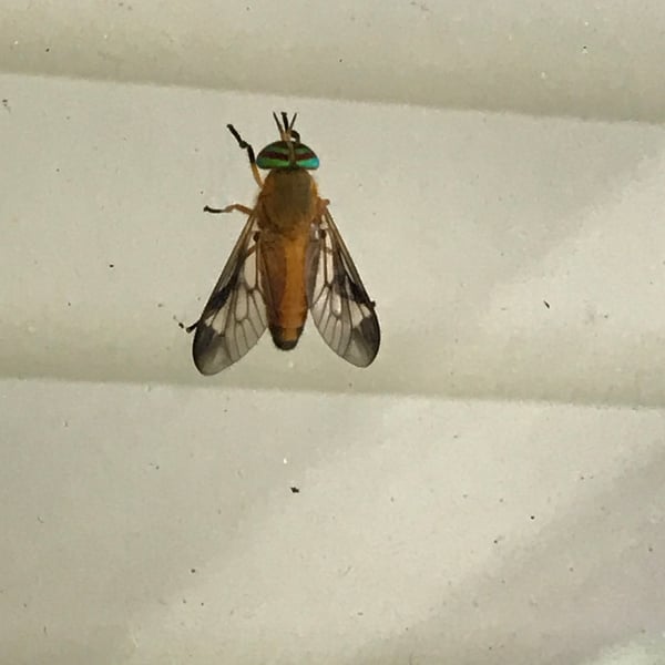 Diachlorus ferrugatus