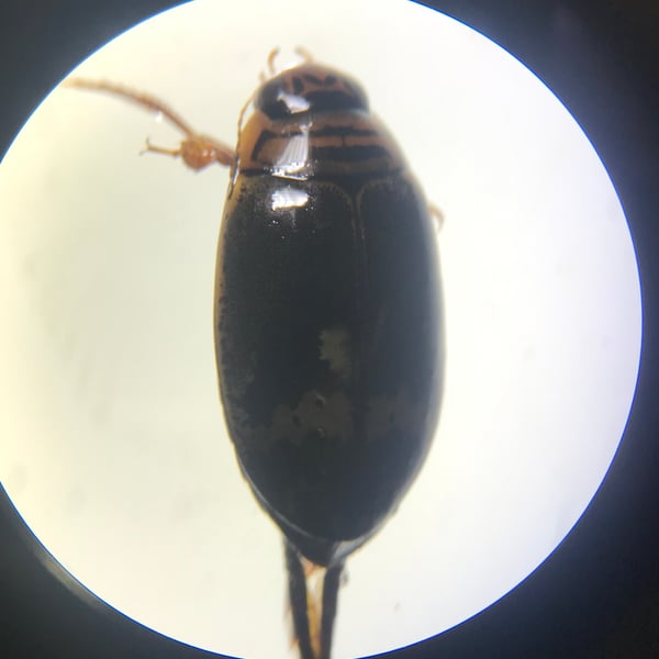 Acilius mediatus