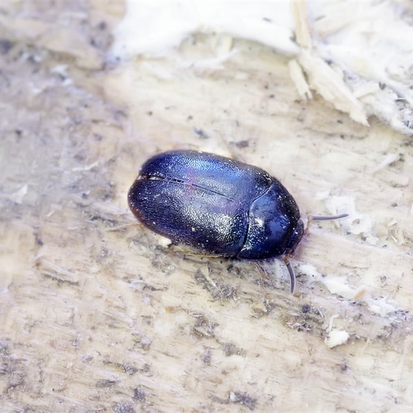 Attagenus schaefferi