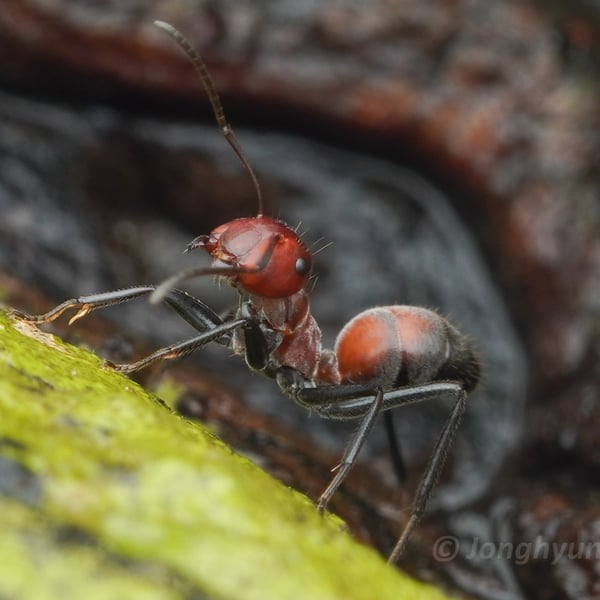 Colobopsis explodens