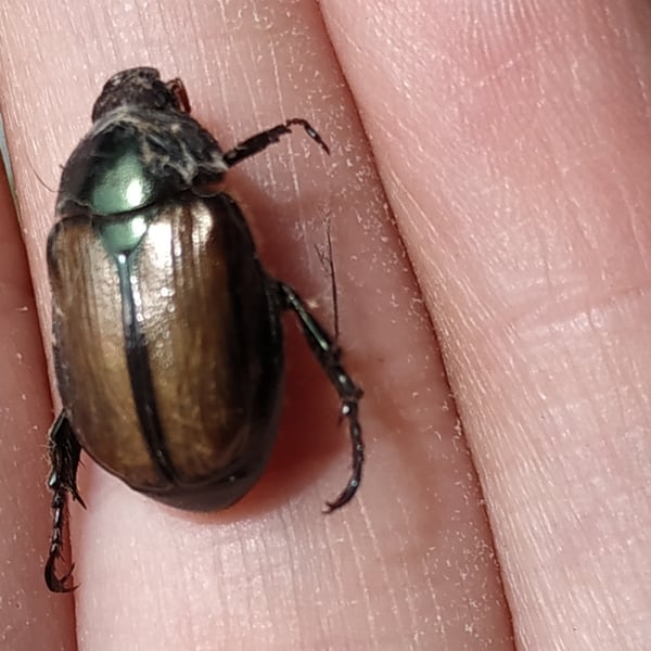 Paranomala cincta