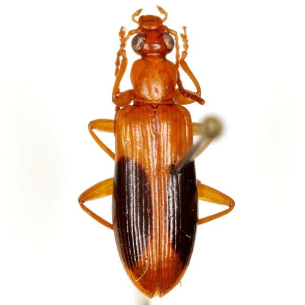 Insects Id: Statira nigromaculata (Statira nigromaculata)