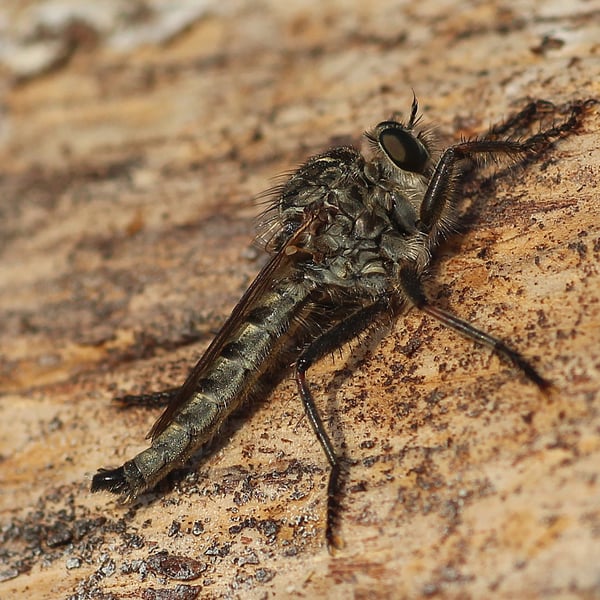 Machimus gonatistes