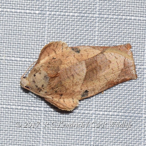 Homona magnanima