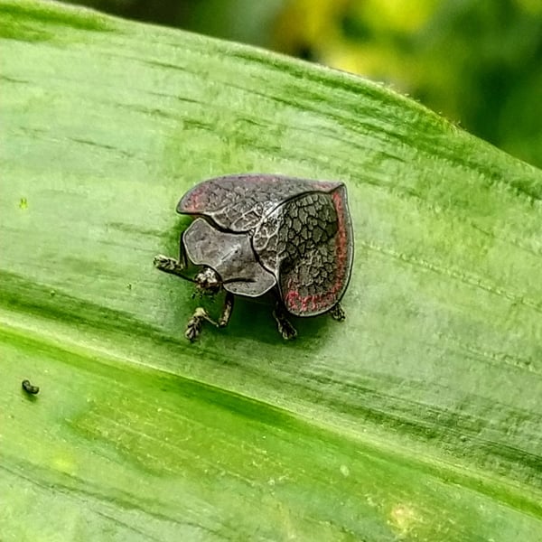 Stolas inexculta
