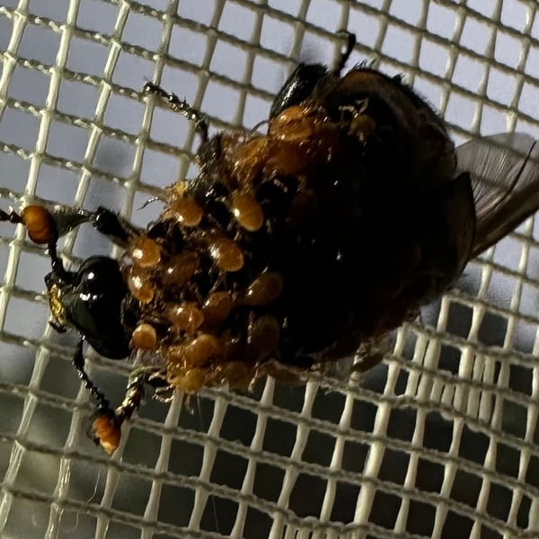 Pergamasus crassipes