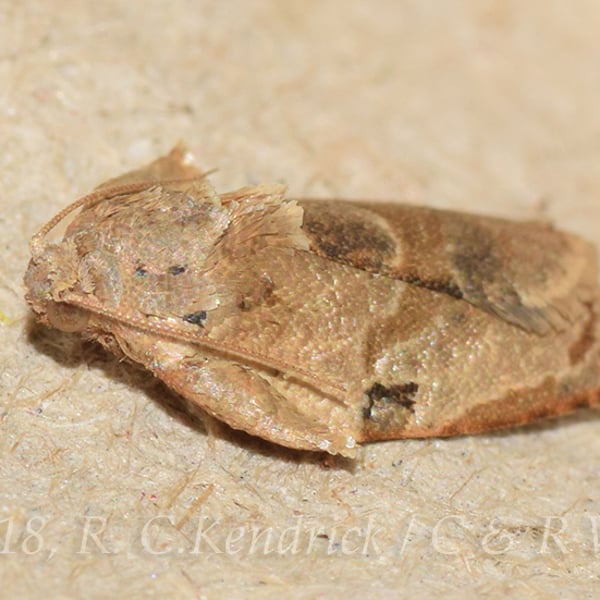Homona coffearia