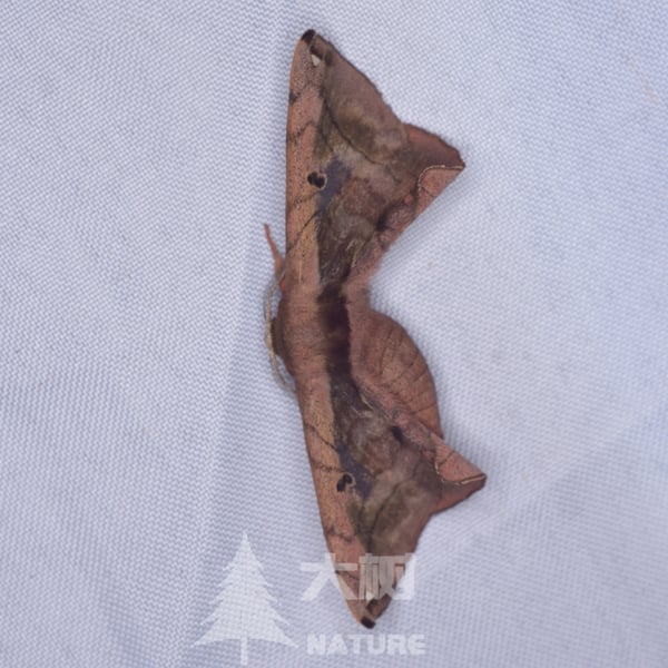 Prismosticta hyalinata
