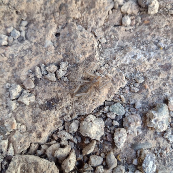 Pseudocleobis andinus