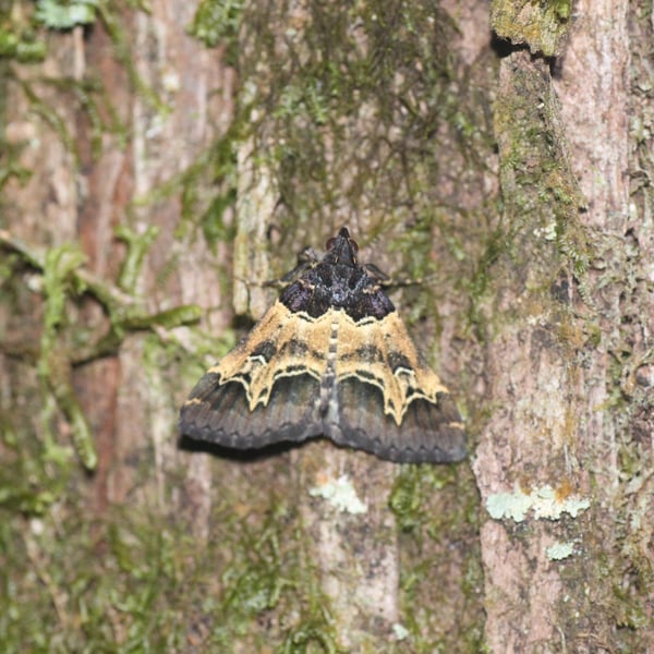 Bertula incisa
