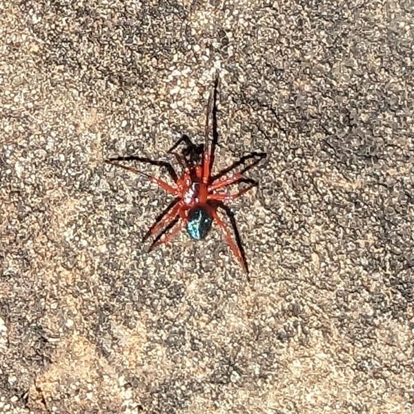 Nicodamus peregrinus