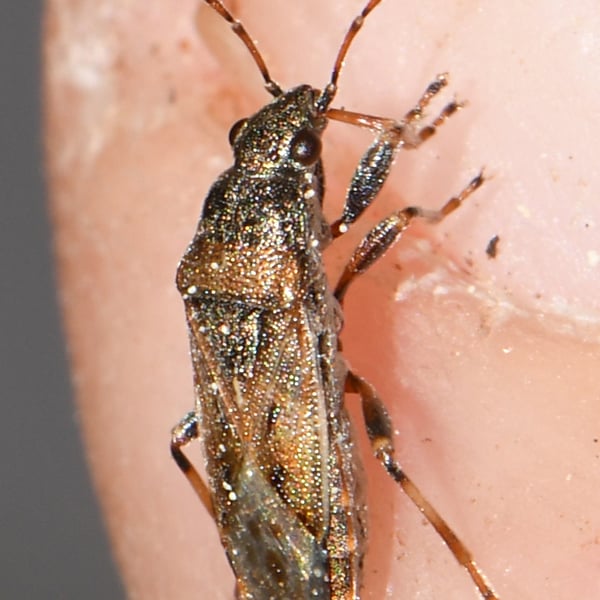 Heterogaster artemisiae