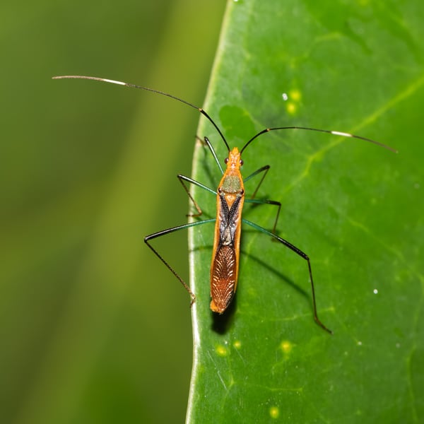 Leptocorisa biguttata