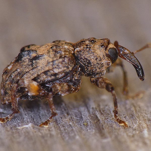 Conotrachelus nenuphar