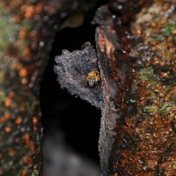 Melipona flavolineata