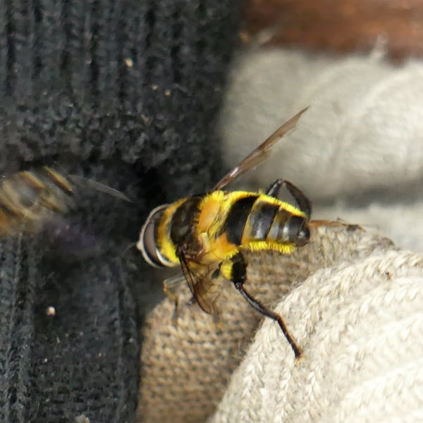 Mallota orientalis