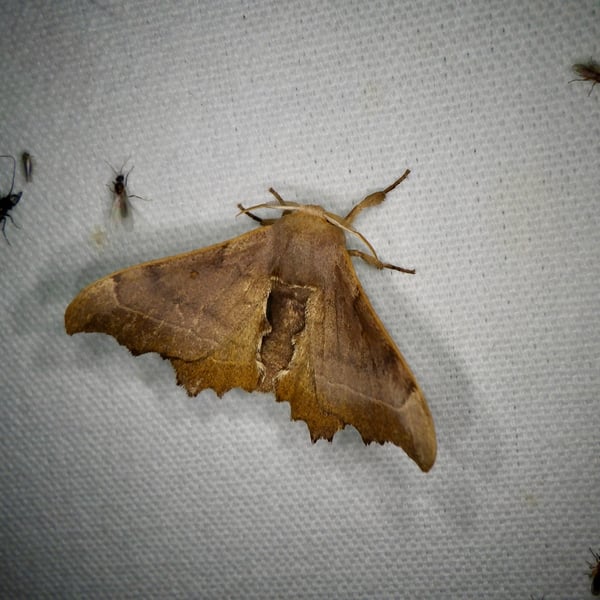 Oberthueria falcigera