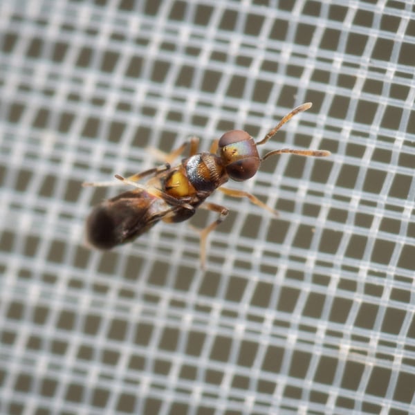 Cheiloneurus claviger