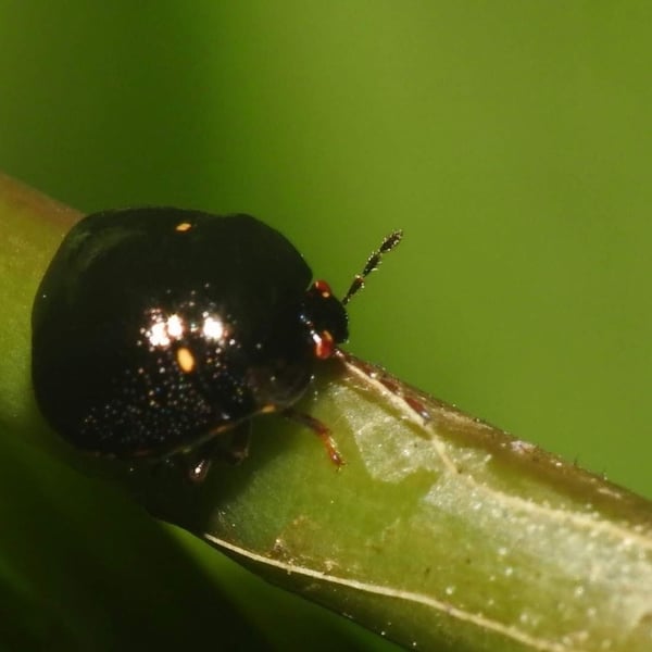 Coptosoma parvipictum
