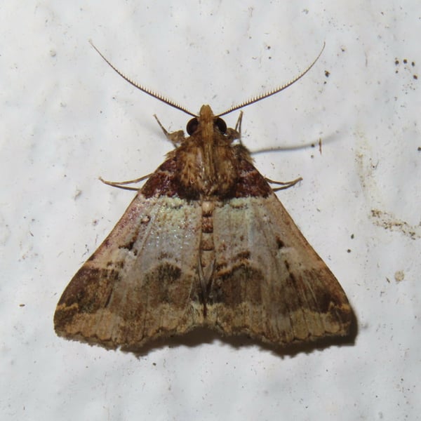 Bertula mesilau