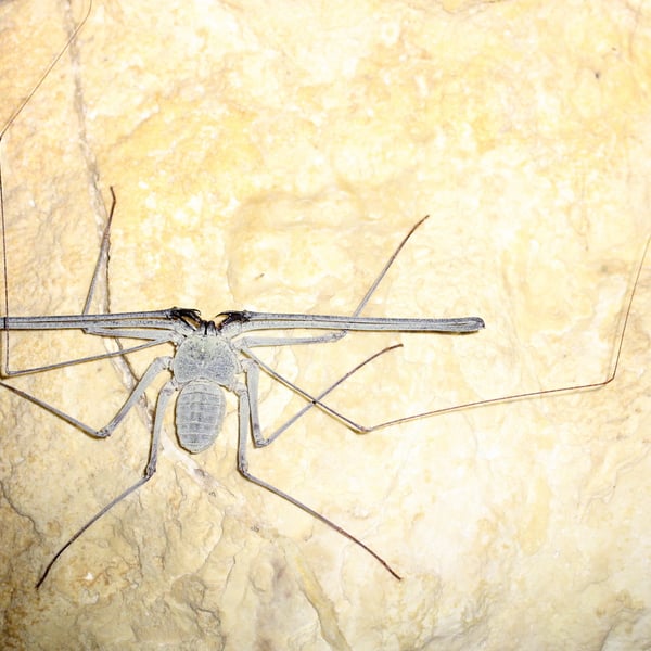 Phrynichus dhofarensis