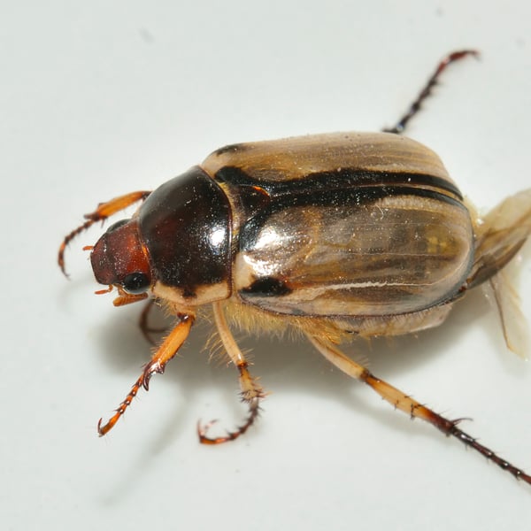 Paranomala hoepfneri