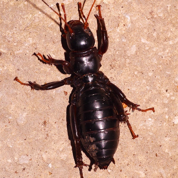 Stenopelmatus nieti