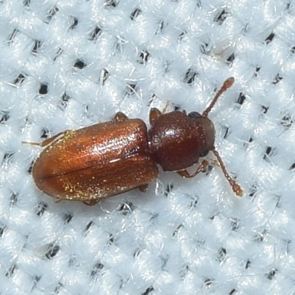 Ahasverus advena