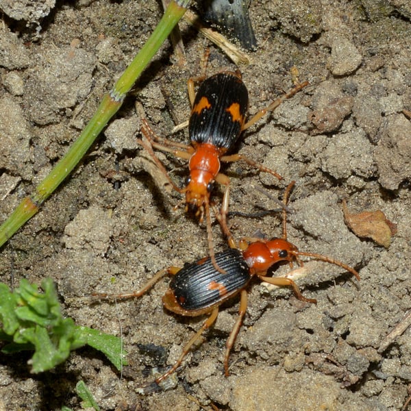 Pheropsophus aequinoctialis