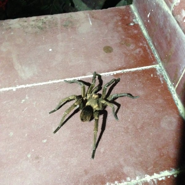 Phormictopus schepanskii