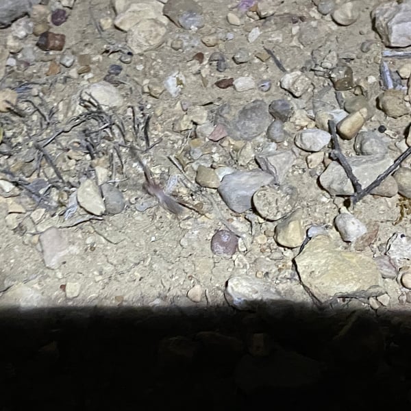Ammotrechella setulosa