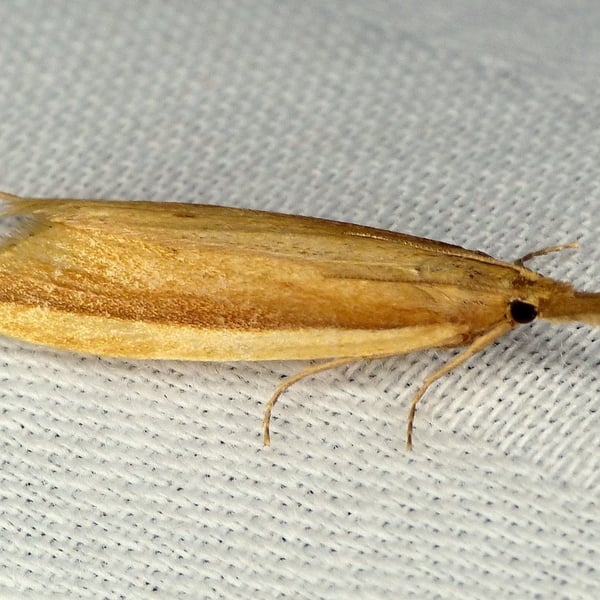 Donacaula albicostellus