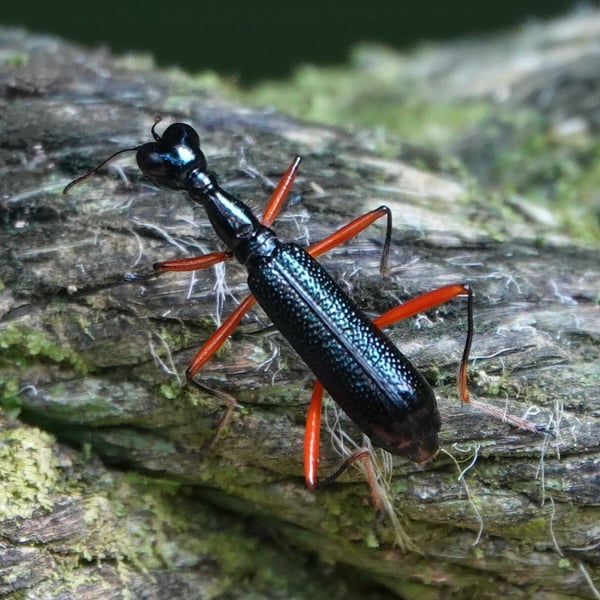 Neocollyris bonellii