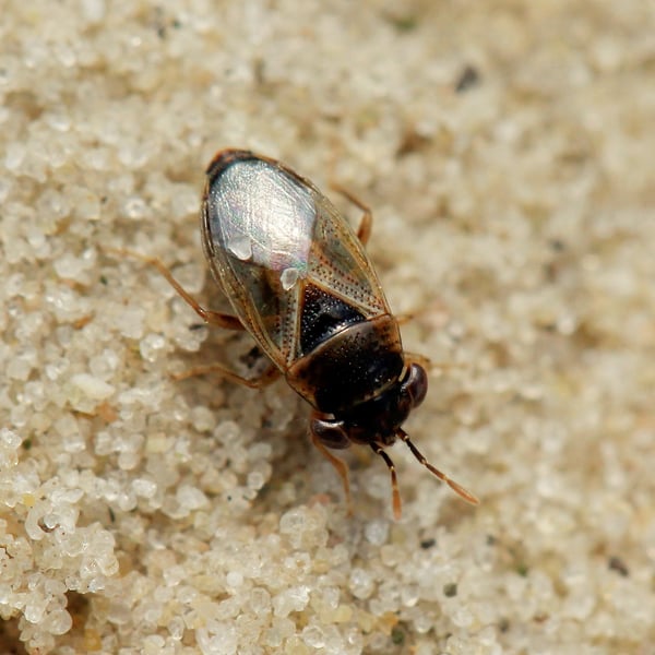 Geocoris arenarius