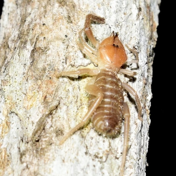 Ammotrechula boneti