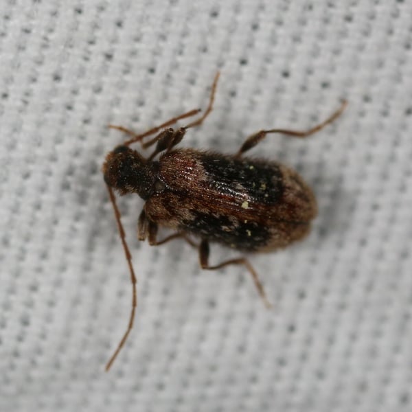 Ptinus bimaculatus