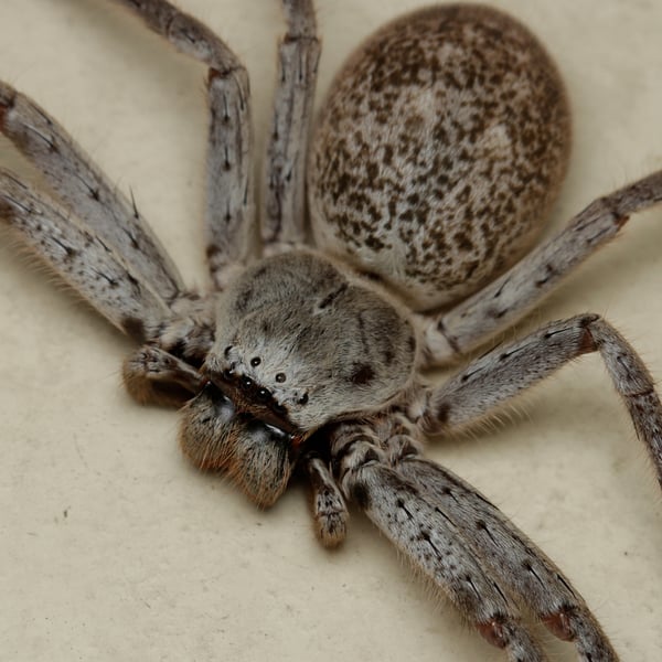 Isopedella conspersa