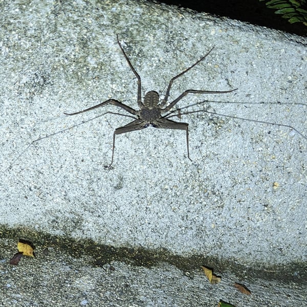 Damon tibialis