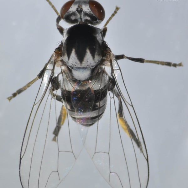 Polyporivora polypori