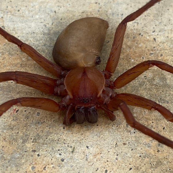 Titiotus shantzi