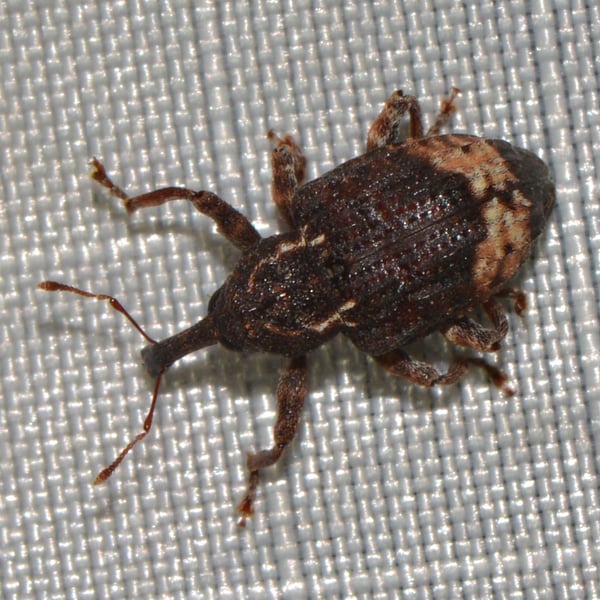 Conotrachelus juglandis