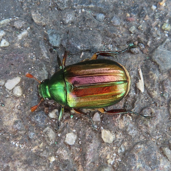 Mimela costata