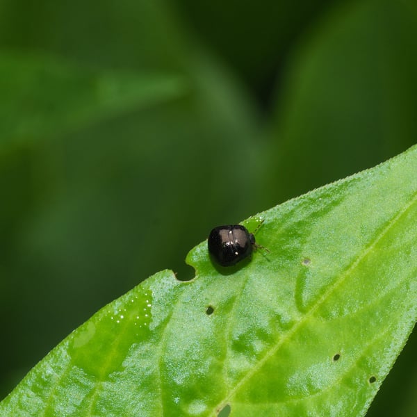 Coptosoma bifarium