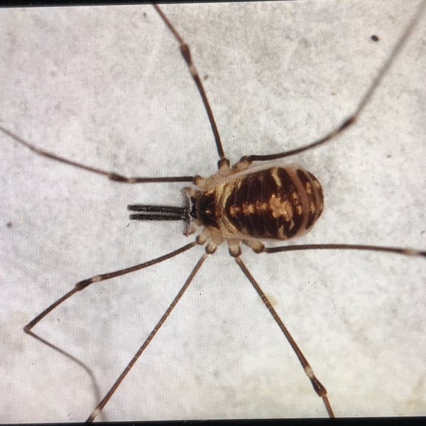 Mitostoma chrysomelas