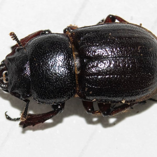Insects Id: Geodorcus (Geodorcus)