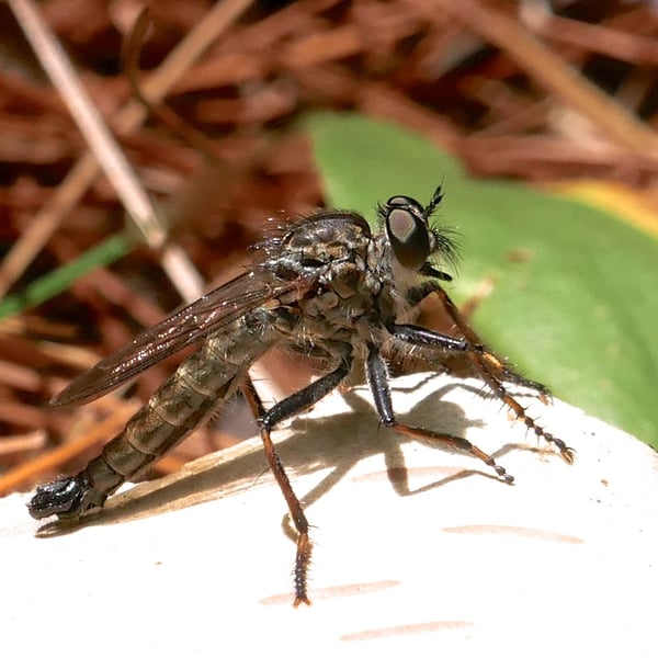 Machimus notatus
